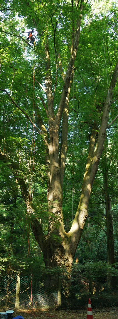 07_26_25_linde