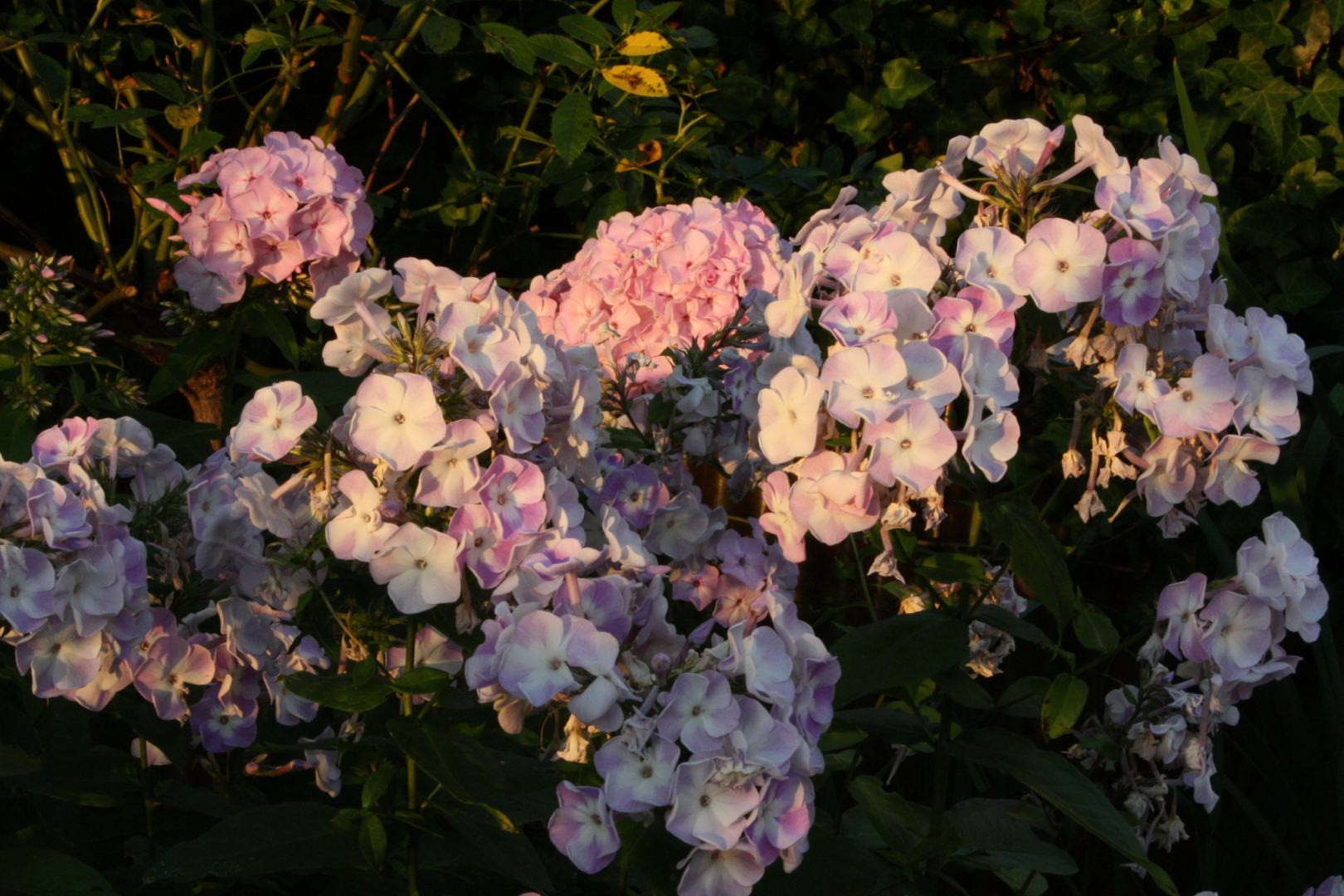 CharlotteBlanchet und Katherine im Abendlicht