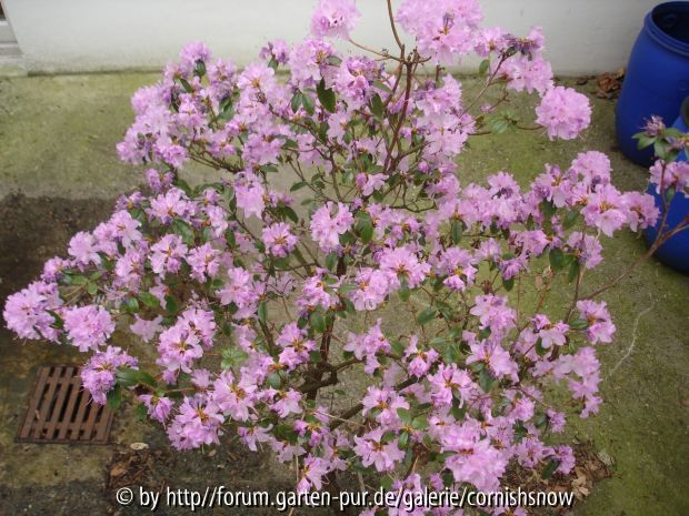Rhododendron dauricum oder mucronatum I