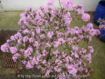 Rhododendron dauricum oder mucronatum I