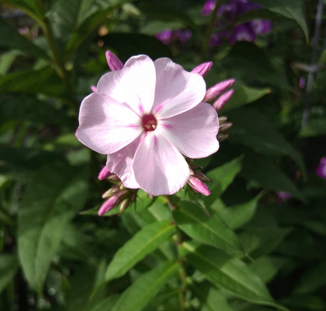 Phlox paniculata Charlotte Blanchet 01