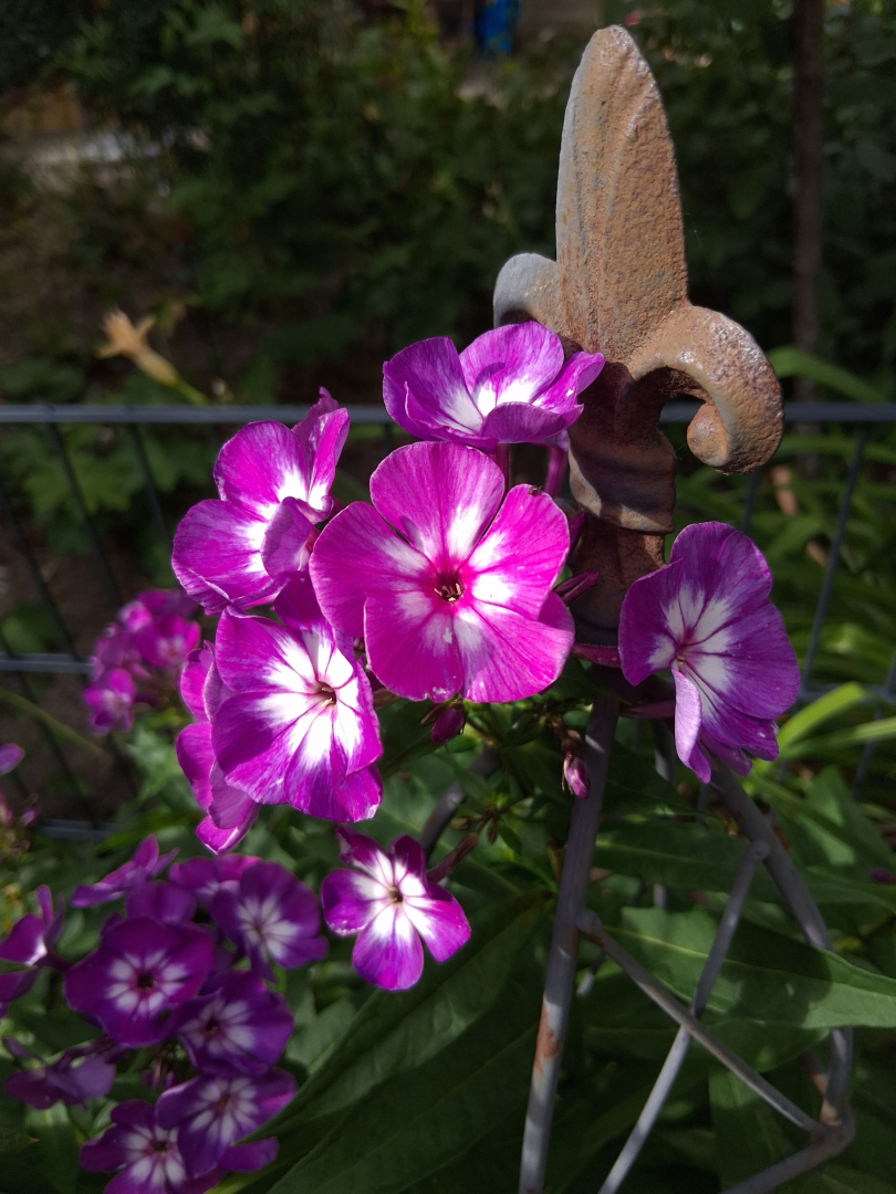 Phlox paniculata Uspech 01