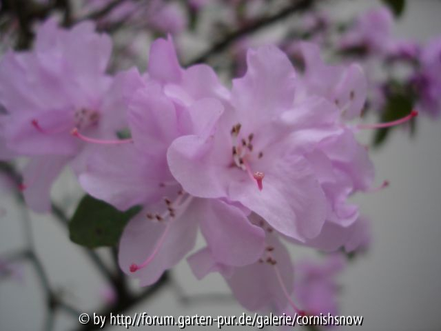 Rhododendron dauricum oder mucronatum II