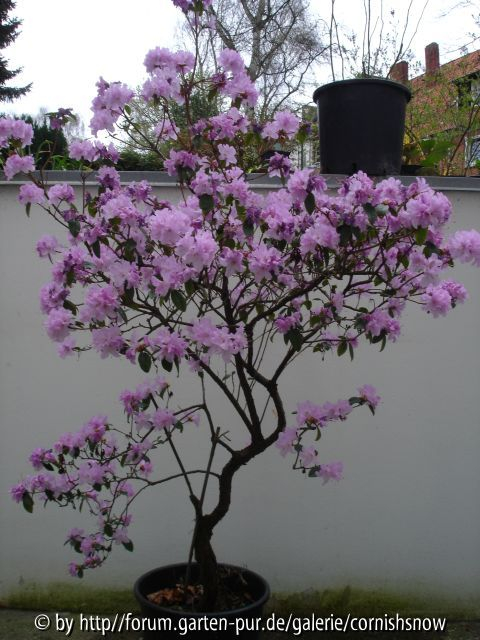 Rhododendron dauricum oder mucronatum III