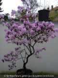 Rhododendron dauricum oder mucronatum III