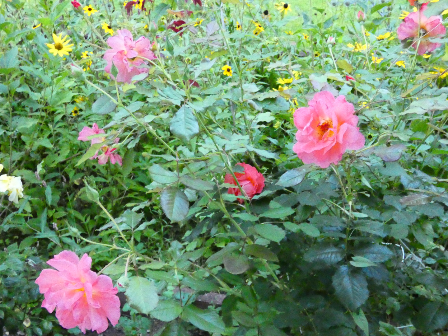 Strauchrose Westerland