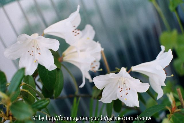 Rhododendron x Sesterianum 2004