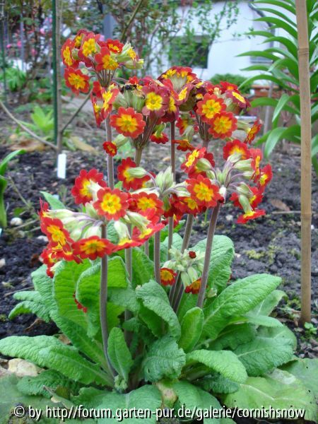Primula veris-Hybride I