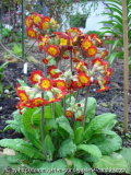 Primula veris-Hybride I