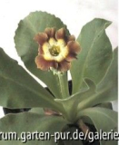 Gartenaurikel