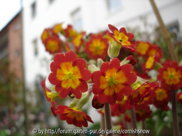 Primula veris-Hybride II