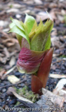 Paeonia mairei - 08.04.07