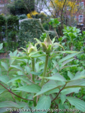 Paeonia ostii - 08.04.07