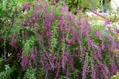 2026-09-30_Garten_Lespedeza-7312-klein