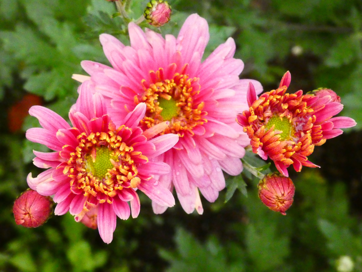 Chrysanthemum `Toskana`