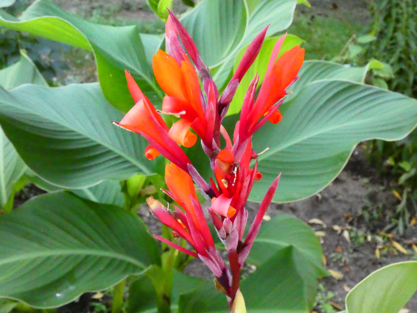 Canna  Indisches Blumenrohr