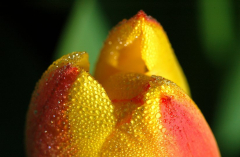 Tulipa