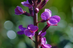 Erysium