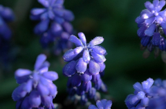 Muscari