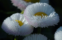 Bellis