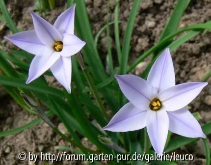 Ipheion