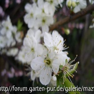 Mandel blüte pheno2