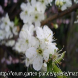 Kamelien blüte pheno2