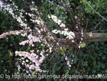 Unsere kamelie