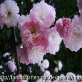 Kamelien Blüte pheno 2