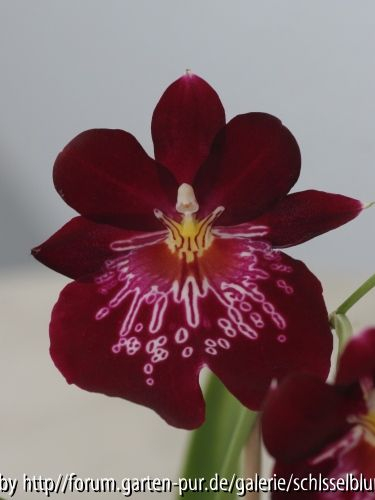 Miltoniopsis