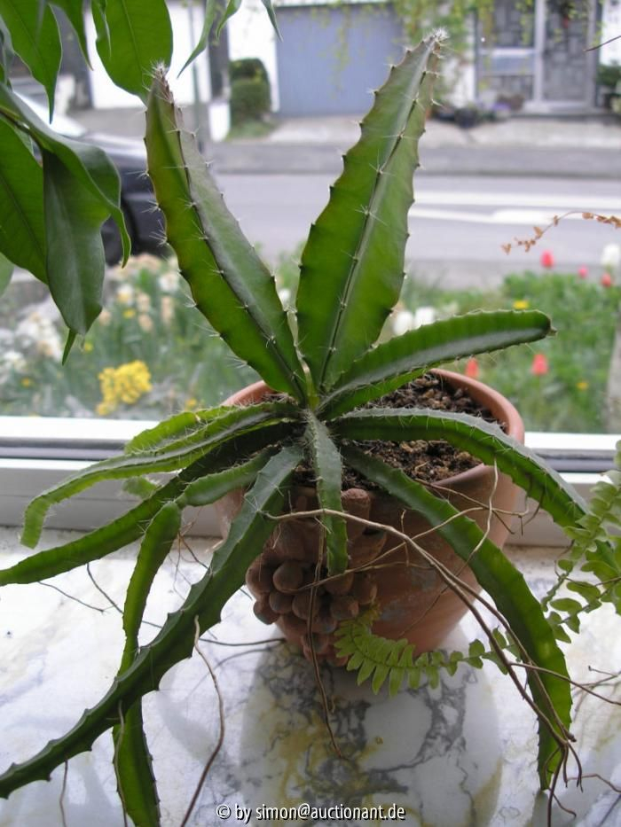 Pitahaya Sämling 3 Jahre alt