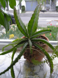 Pitahaya Sämling 3 Jahre alt