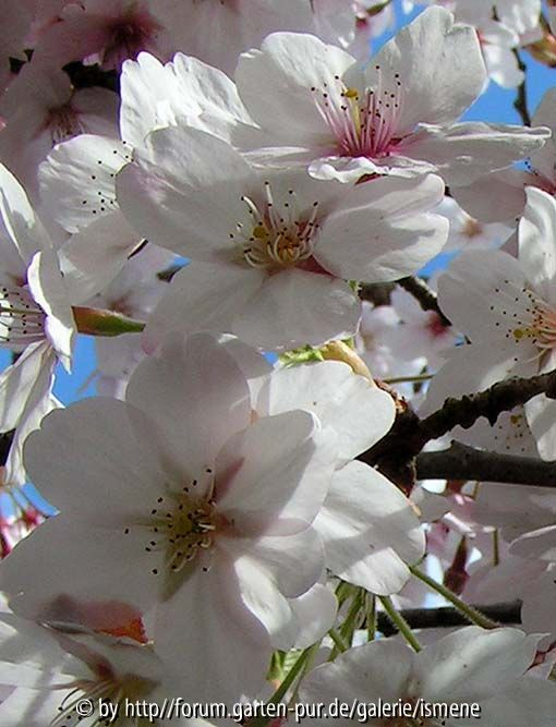 Zierkirsche Blüte