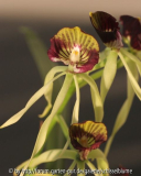 Encyclia cochleata