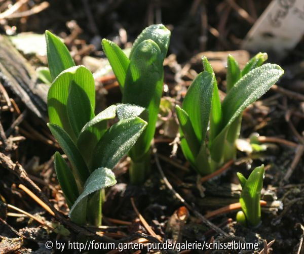 Galanthus ikariae