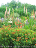 Euph. griffithii_Eremurus_Kniphofia