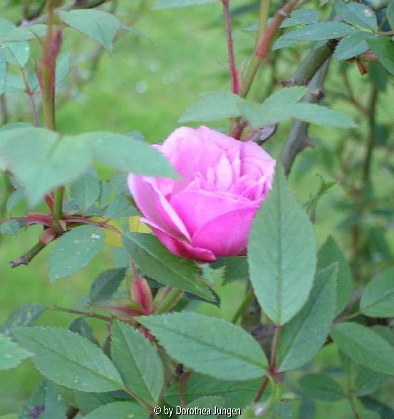Erste Blüte 2007 von Pompom de Paris Clbg