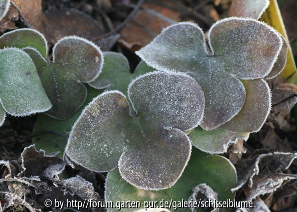 Heuchera