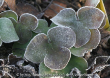 Heuchera