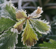 Potentilla
