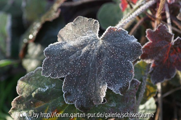 Heuchera