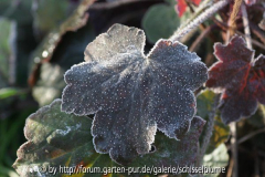 Heuchera