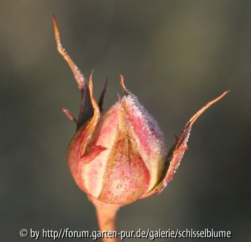 Eden-Rose