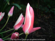 Tulipa clusiana 'Lady Jane'