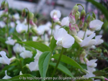 Lathyrus vernus 'Alboroseum'