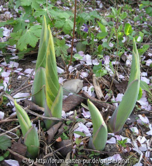 Hosta Sagae Austrieb
