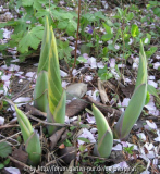 Hosta Sagae Austrieb