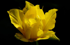 Tulipa