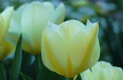 Tulipa Purissima