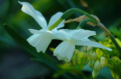 Triandus und Dicentra